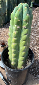 #EC48 EXACT Trichocereus Peruvianus TSSBP Blue Peru Cactus 12.5”