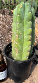 #EC48 EXACT Trichocereus Peruvianus TSSBP Blue Peru Cactus 12.5”