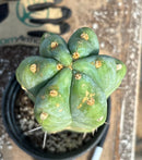 #EC48 EXACT Trichocereus Peruvianus TSSBP Blue Peru Cactus 12.5”