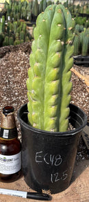 #EC48 EXACT Trichocereus Peruvianus TSSBP Blue Peru Cactus 12.5”