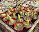 #EC49 EXACT TLC Tray of 20 Trichocereus Bridgesii monstrose TBM penis Cactus in 4” containers