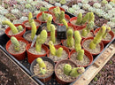 #EC49 EXACT TLC Tray of 20 Trichocereus Bridgesii monstrose TBM penis Cactus in 4” containers