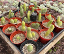 #EC49 EXACT TLC Tray of 20 Trichocereus Bridgesii monstrose TBM penis Cactus in 4” containers