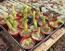#EC49 EXACT TLC Tray of 20 Trichocereus Bridgesii monstrose TBM penis Cactus in 4” containers