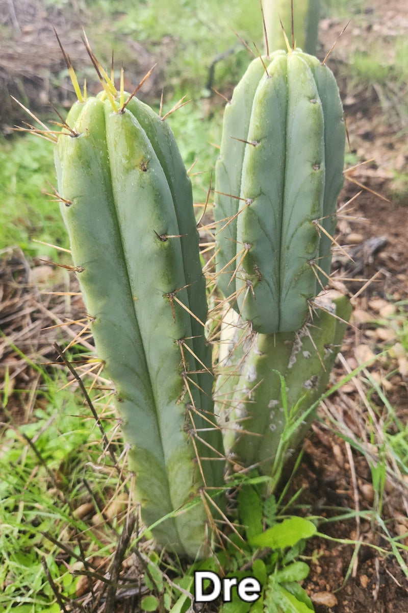 #EC50 EXACT Trichocereus Bridgesii "DRE" Cactus Cutting 10"