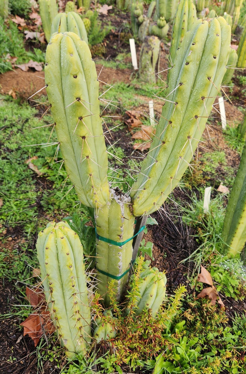 #EC50 EXACT Trichocereus Bridgesii "DRE" Cactus Cutting 10"