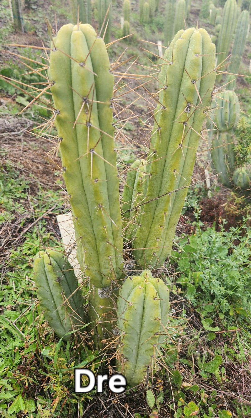 #EC50 EXACT Trichocereus Bridgesii "DRE" Cactus Cutting 10"