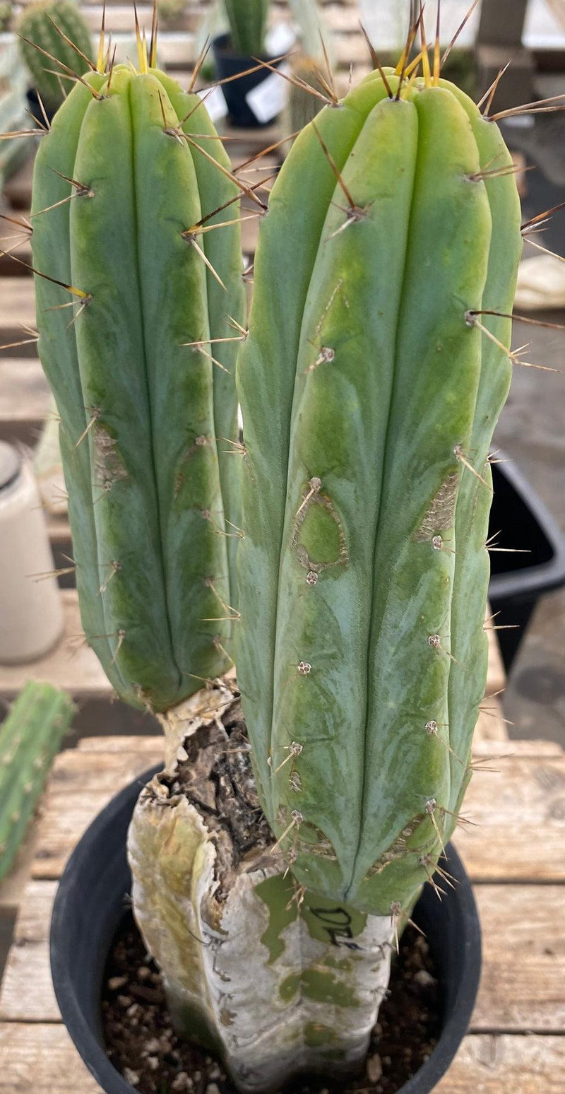 #EC50 EXACT Trichocereus Bridgesii "DRE" Cactus Cutting 10"