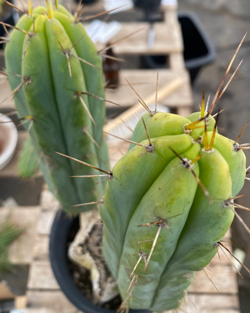 #EC50 EXACT Trichocereus Bridgesii "DRE" Cactus Cutting 10"