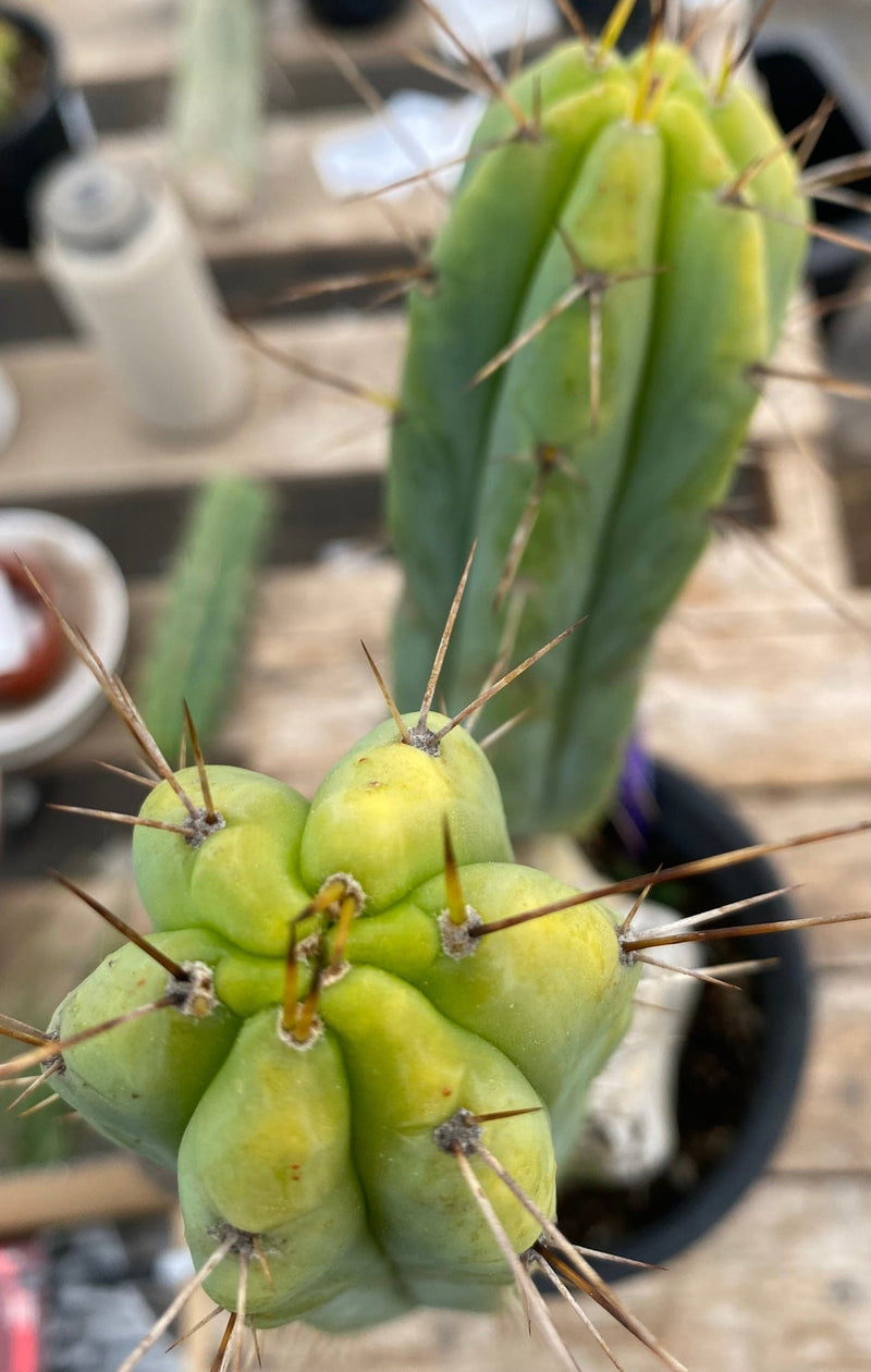 #EC50 EXACT Trichocereus Bridgesii "DRE" Cactus Cutting 10"