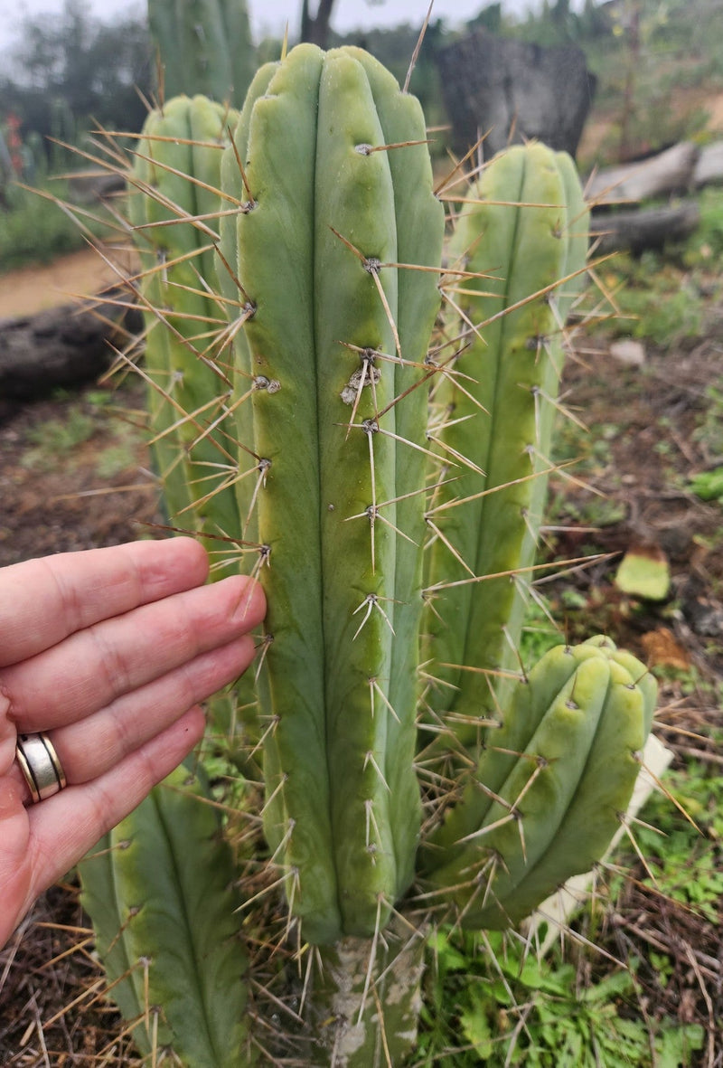 #EC50 EXACT Trichocereus Bridgesii "DRE" Cactus Cutting 10"