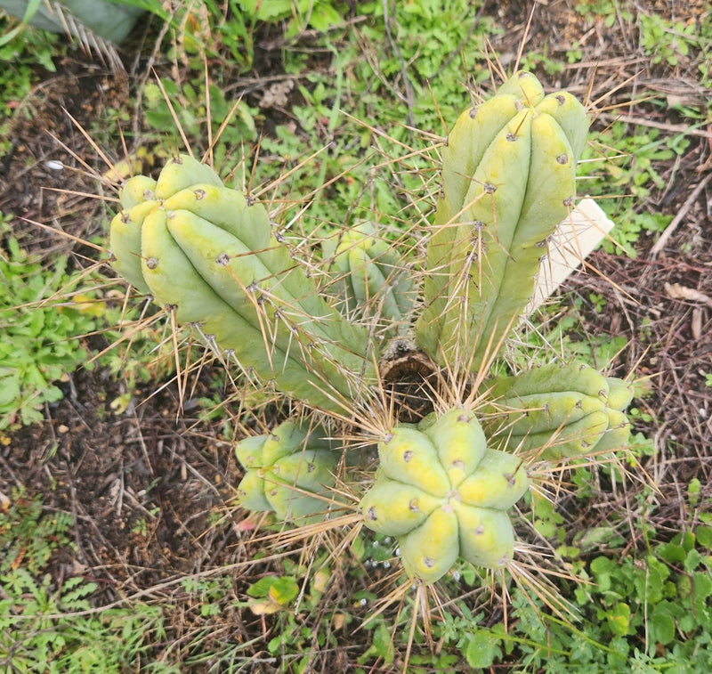 #EC50 EXACT Trichocereus Bridgesii "DRE" Cactus Cutting 10"