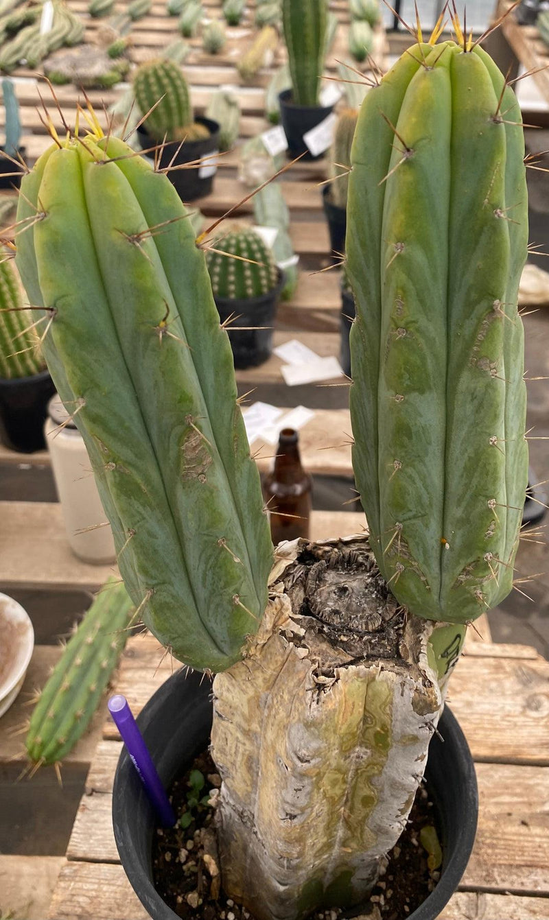 #EC50 EXACT Trichocereus Bridgesii "DRE" Cactus Cutting 10"