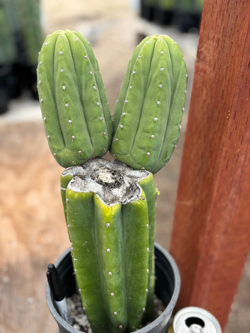 #EC51 EXACT Trichocereus DeCosta New Zealand Cactus 13.5”