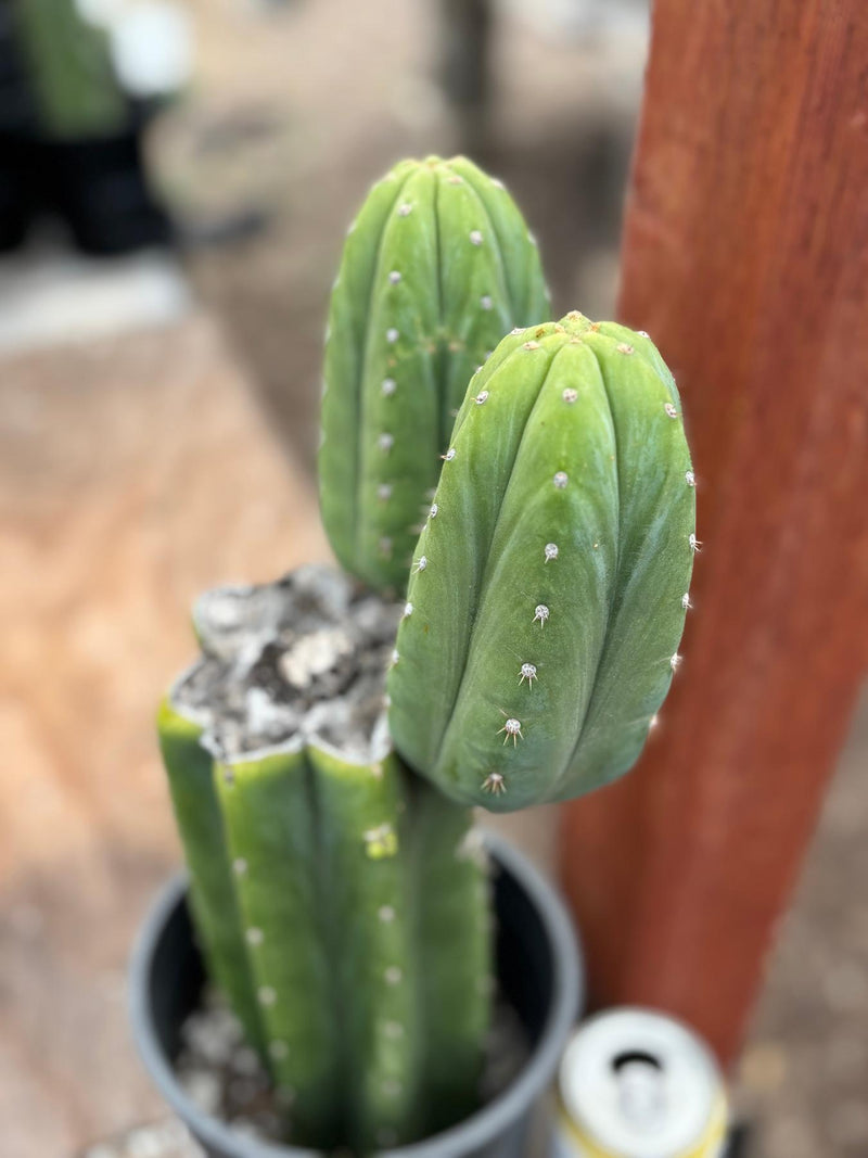 #EC51 EXACT Trichocereus DeCosta New Zealand Cactus 13.5”
