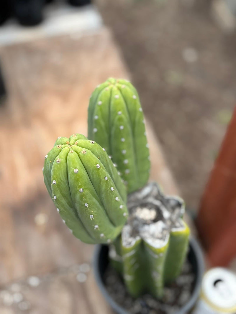 #EC51 EXACT Trichocereus DeCosta New Zealand Cactus 13.5”