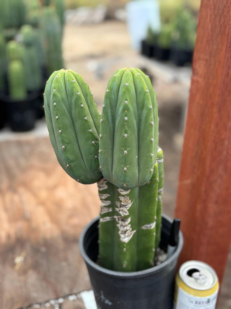 #EC51 EXACT Trichocereus DeCosta New Zealand Cactus 13.5”