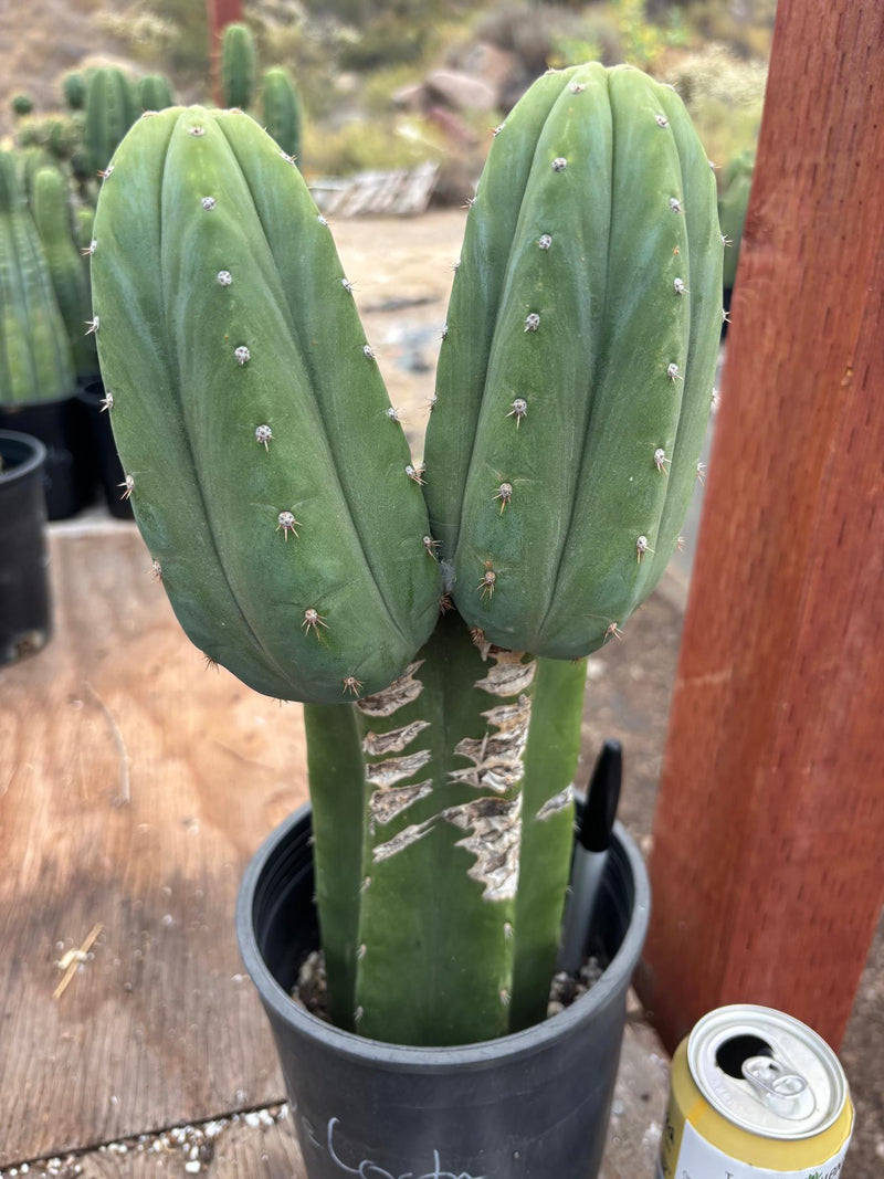 #EC51 EXACT Trichocereus DeCosta New Zealand Cactus 13.5”