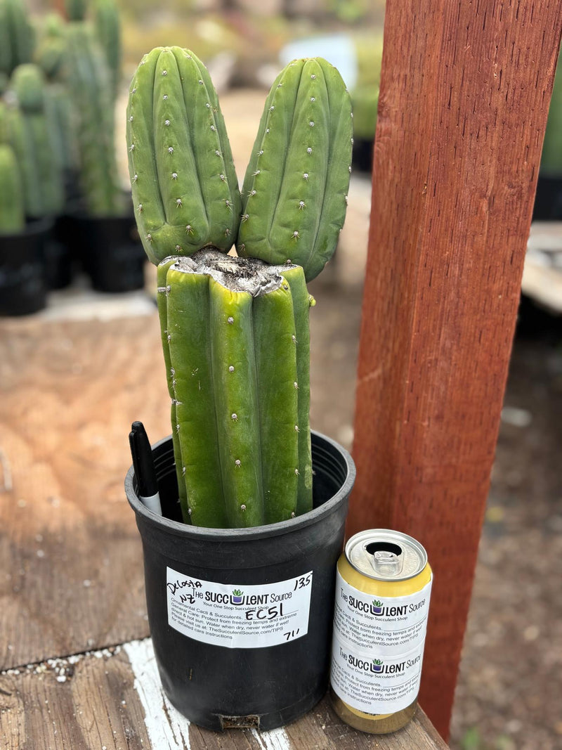 #EC51 EXACT Trichocereus DeCosta New Zealand Cactus 13.5”
