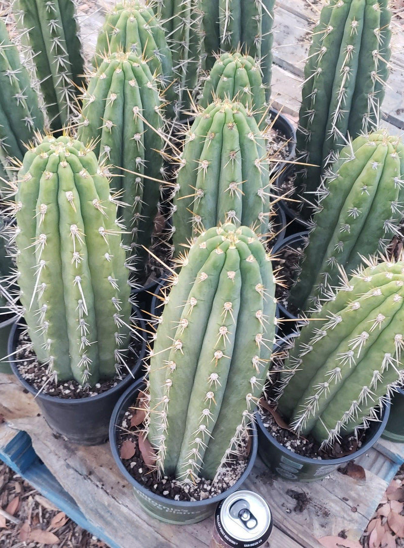 #EC53 EXACT Trichocereus Facebook  Promo Cactus 12-14"