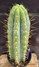 #EC54 EXACT  Trichocereus Peruvianus Storage Yard Cactus 15”