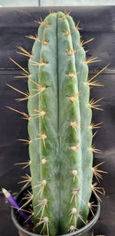 #EC54 EXACT  Trichocereus Peruvianus Storage Yard Cactus 15”