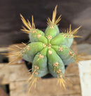 #EC54 EXACT  Trichocereus Peruvianus Storage Yard Cactus 15”