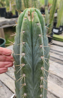 #EC54 EXACT  Trichocereus Peruvianus Storage Yard Cactus 15”