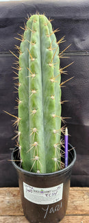 #EC54 EXACT  Trichocereus Peruvianus Storage Yard Cactus 15”