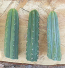 #EC55 EXACT Trichocereus "Lost Label" Three Pack Bargain Cactus Cutting Lot 10-12”