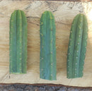 #EC55 EXACT Trichocereus "Lost Label" Three Pack Bargain Cactus Cutting Lot 10-12”