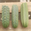#EC55 EXACT Trichocereus "Lost Label" Three Pack Bargain Cactus Cutting Lot 10-12”