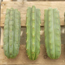 #EC55 EXACT Trichocereus "Lost Label" Three Pack Bargain Cactus Cutting Lot 10-12”