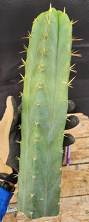 #EC55 EXACT Trichocereus "Lost Label" Three Pack Bargain Cactus Cutting Lot 10-12”