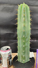 #EC55 EXACT Trichocereus "Lost Label" Three Pack Bargain Cactus Cutting Lot 10-12”