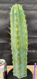 #EC55 EXACT Trichocereus "Lost Label" Three Pack Bargain Cactus Cutting Lot 10-12”