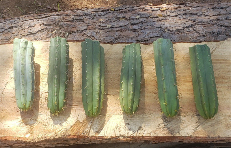 #EC55 EXACT Trichocereus "Lost Label" Three Pack Bargain Cactus Cutting Lot 10-14"