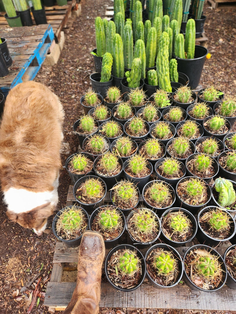 #EC57 EXACT Trichocereus Terschekii ornamental Cactus Options