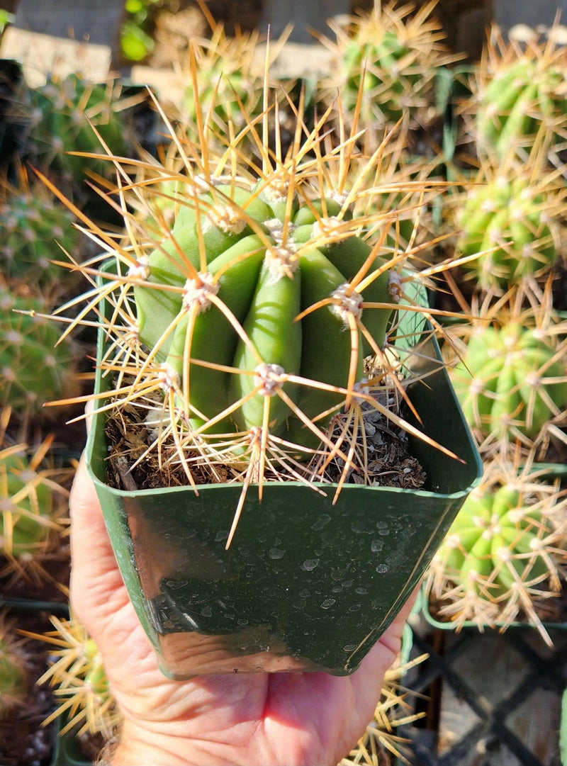 #EC57 EXACT Trichocereus Terschekii ornamental Cactus Options