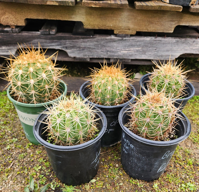 #EC57 EXACT Trichocereus Terschekii ornamental Cactus Options