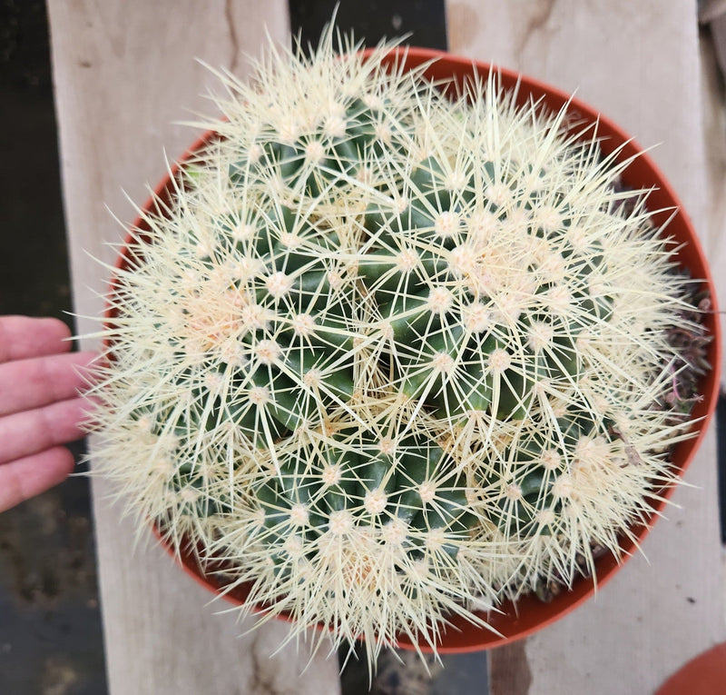 #EC58 EXACT Echinocactus Grusonii Golen Barrel Clump Cactus 10" container