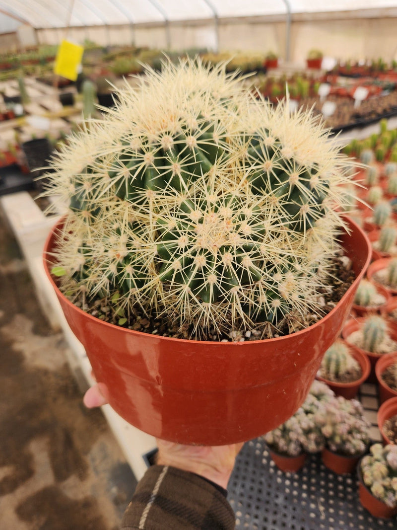 #EC58 EXACT Echinocactus Grusonii Golen Barrel Clump Cactus 10" container