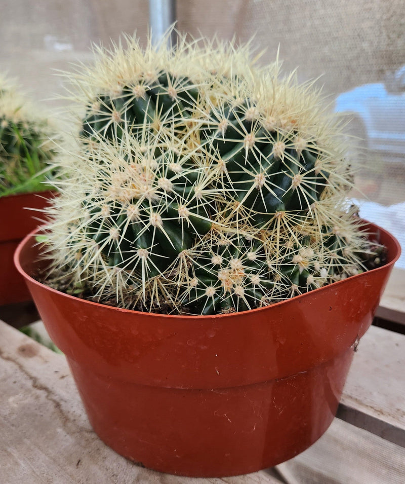 #EC58 EXACT Echinocactus Grusonii Golen Barrel Clump Cactus 10" container