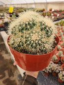 #EC58 Echinocactus Grusonii Golden Barrel Clump Cactus 10" container