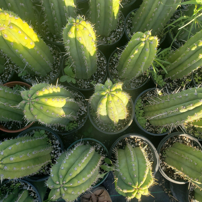 #EC59 EXACT Trichocereus Cuzcoensis Cuzco Cactus 14-16”