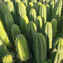 #EC59 EXACT Trichocereus Cuzcoensis Cuzco Cactus 14-16”