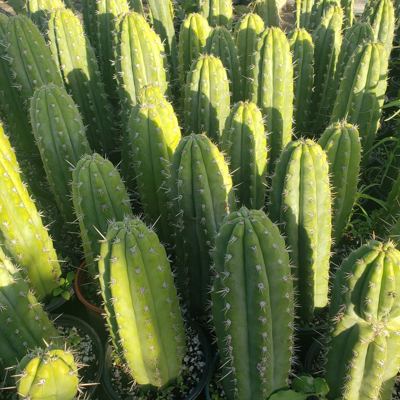 #EC59 EXACT Trichocereus Cuzcoensis Cuzco Cactus 14-16”