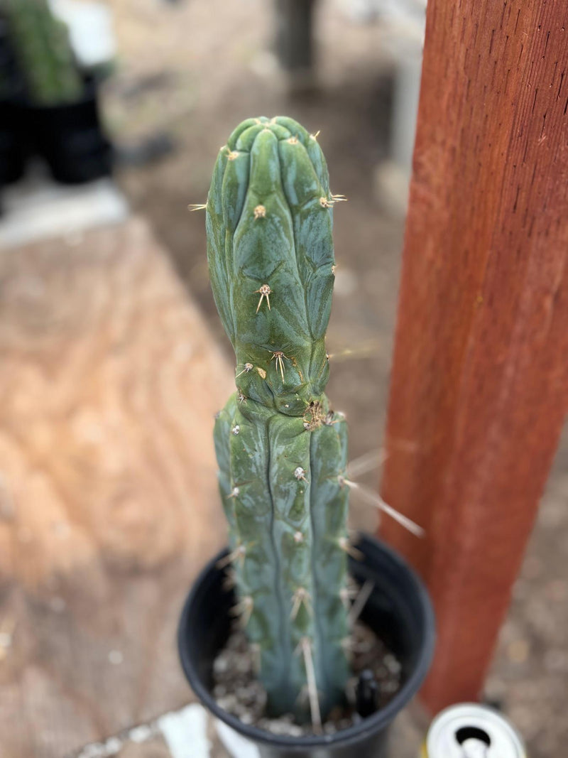 #EC63 EXACT Trichocereus Peruvianus X Bridgesii Swerve Cactus 16"