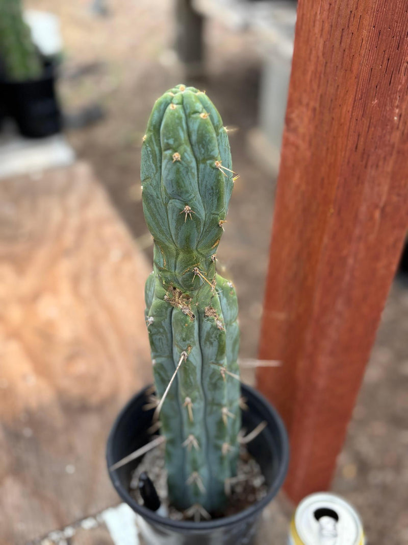 #EC63 EXACT Trichocereus Peruvianus X Bridgesii Swerve Cactus 16"