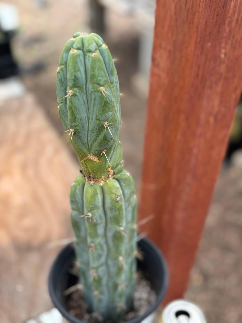#EC63 EXACT Trichocereus Peruvianus X Bridgesii Swerve Cactus 16"